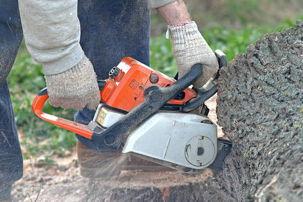 Best Tree Removal Service  in Wilburton, OK