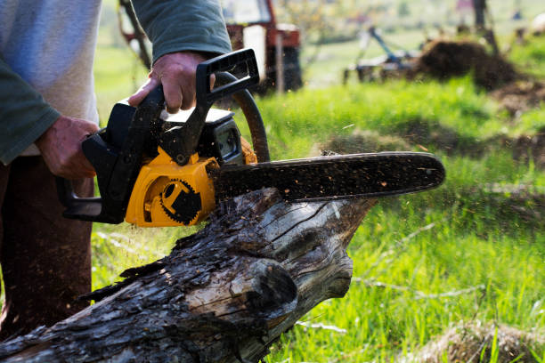 Best Tree Trimming and Pruning  in Wilburton, OK