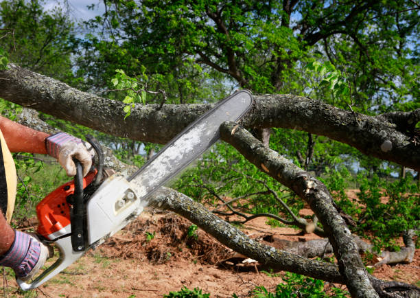 How Our Tree Care Process Works  in  Wilburton, OK